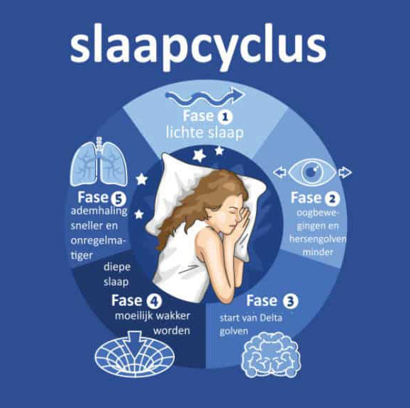 De verschillende slaapfasen